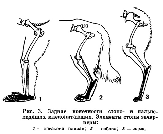 Скелет задних конечностей у млекопитающих. Строение передних конечностей млекопитающих. Движения передних конечностей собаки схема. Строение задних конечностей млекопитающих. Скелет конечностей млекопитающих.