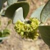 JoJoBa